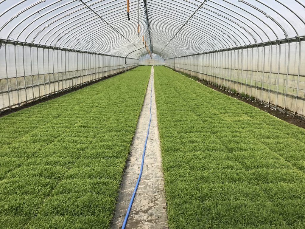 Inside the rice seedling Hothouse.  Row upon row of rice plants growing in trays.  These seedlings will be planted in the next  day or two.