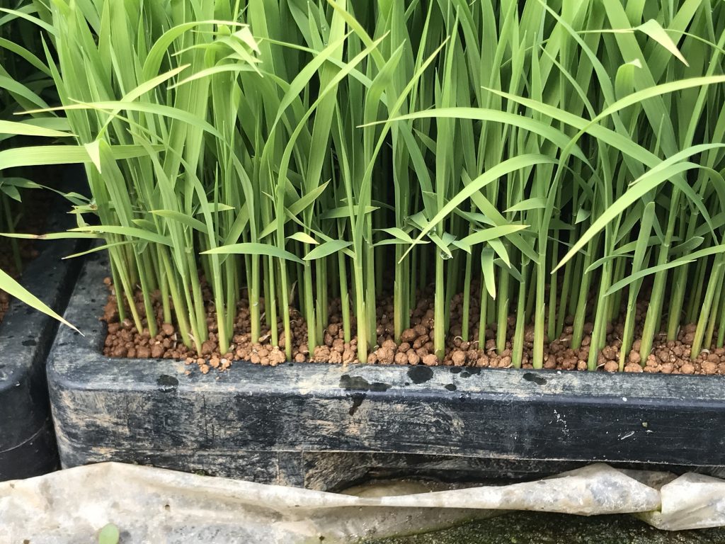Rice seedlings ready for planting!
